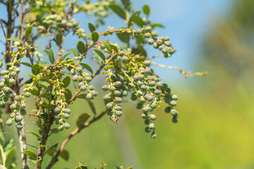 A blueberry plant and its fruits