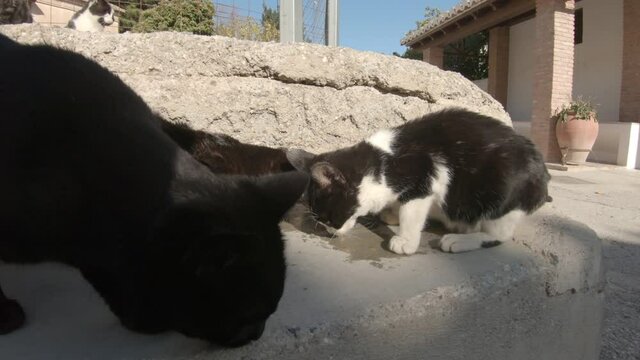 Desperately hungry stray black and white cats eating on a sunny day. Hand held.