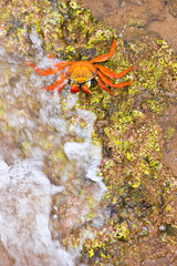 Ecuador. Parque Nacional de las Islas Galapagos. Zayapa (Grapsus grapsus).