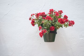 Flowerpot with red flower on a white wall in an andalusian old town Mijas
