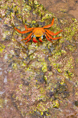Ecuador. Parque Nacional de las Islas Galapagos. Zayapa (Grapsus grapsus).
