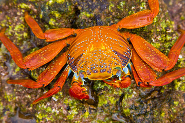Ecuador. Parque Nacional de las Islas Galapagos. Zayapa (Grapsus grapsus).
