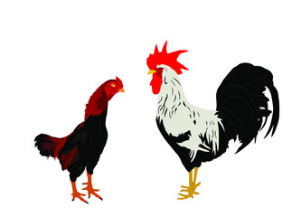 Elegant Rooster and chicken vector illustration isolated on white background. Male chicken and hen, organic food. Farm chantry cock.  Organic food symbol. Poultry bird family.