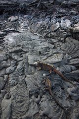 Ecuador. Parque Nacional de las Islas Galapagos.  Iguana marina(Amblyrhynchus cristatus).