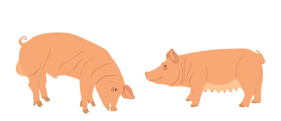 Boar and sow, male and female pig vector illustration isolated on white background. Pork meat. Butcher shop wallpaper, poster. Spawn farm animal symbol. Domestic swine. Breeding boar. Organic food.