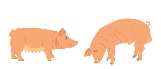 Boar and sow, male and female pig vector illustration isolated on white background. Pork meat. Butcher shop wallpaper, poster. Spawn farm animal symbol. Domestic swine. Breeding boar. Organic food.
