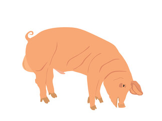 Male pig vector illustration isolated on white background. Pork meat. Butcher shop wallpaper, poster. Spawn farm animal symbol. Domestic swine. Breeding boar. Organic food.
