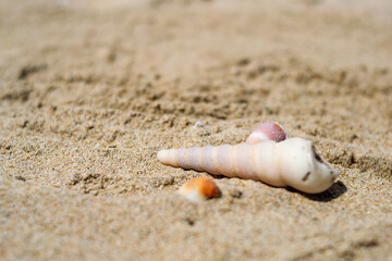 Seashells on the sand close-up. Tropical beach. Summer background. Copy space