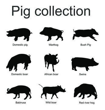 Pig collection vector silhouette isolated on white background. Boar, warthog, red river hog, pumba, domestic swine, babirusa. Pork meat poster, butcher shop. Organic food presentation. Farm animal.