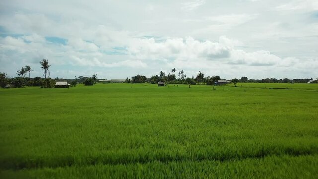 4k drone stock footage with top view of green rice field on a bali island