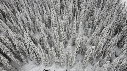 snow covered forest from above
