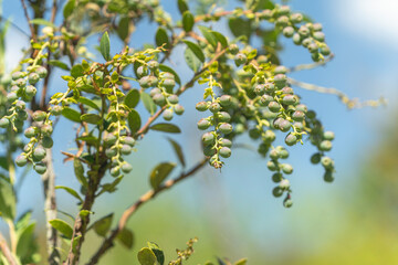 A blueberry plant and its fruits