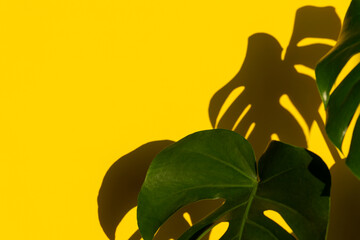 Fototapeta na wymiar Tropical leaves Monstera plant on yellow background. Minimal summer tropical background
