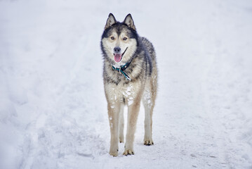 a husky dog walks through a snow-covered field. winter snow background