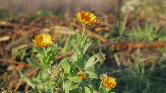 Lonely marigold calendula flower with bright yellow bud blossom on garden bed. Concept medicine herb.
