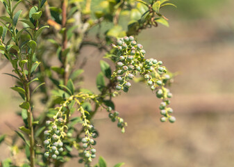 A blueberry plant and its fruits