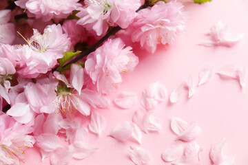springtime. blooming sakura branch on pink background