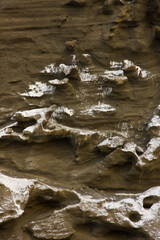 PIQUERO DE PATAS AZULES. Parque Nacional Islas Galapagos, Ecuador, America