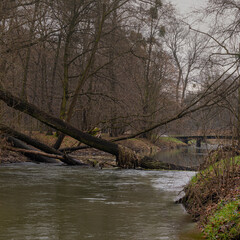 Fototapeta na wymiar Wild river valley with fallen trees blocking flow