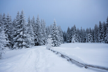 winter landscape with spruce and fresh snow