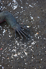 Ecuador. Parque Nacional de las Islas Galapagos.  Iguana marina(Amblyrhynchus cristatus).