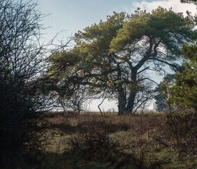a lone wide fir tree framed in view by wintered bushes