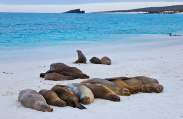 Lobo marino, Isla Española, Islas Galápagos, Ecuador,
