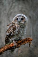 Tawny Owl young chick with fluffy down feathers looking at the camera and camouflaged against an old tree