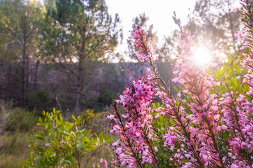 Erica Vagans. Close-up of some pretty purple flowers in a forest, pierced by the rays of the sun at sunset.
