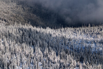 Overcast snow covered trees in winter