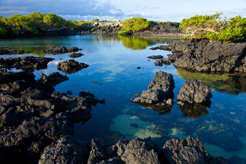 Fototapeta na wymiar Mangles y costa, Isla Isabela, Islas Galapagos, Ecuador