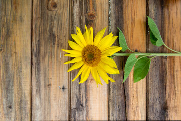 Sunflower on the old wooden table. High quality photo