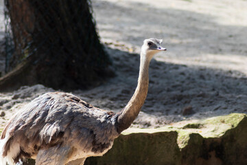 Emu im Zoo