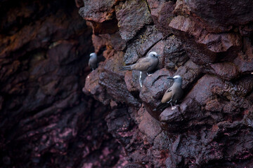 Brown Noddy or Common Noddy (Anous stolidus). Islas Galapagos, Ecuador