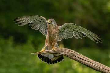 European Kestrel bird of Prey with wings out. Brown and red male kestrel well know for its ability to hover. 