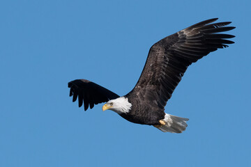 Obraz premium American Bald Eagle