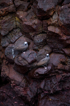Brown Noddy or Common Noddy (Anous stolidus). Islas Galapagos, Ecuador