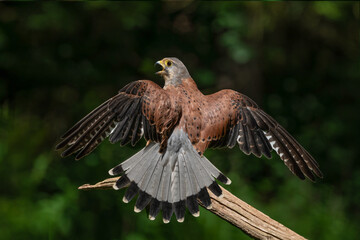 European Kestrel bird of Prey with wings stretched. Brown and red male kestrel well know for its...