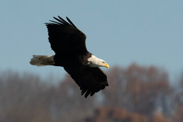 american bald eagle