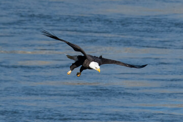vulture in flight
