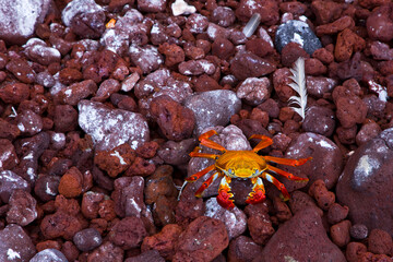 Zayapa, Islas Galapagos, Ecuador