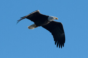 eagle in flight