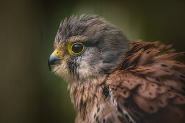 European Kestrel bird of Prey. Brown and red male kestrel well know for its ability to hover. 