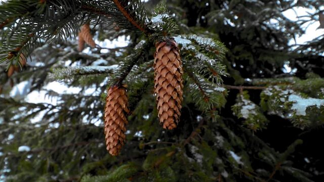 Pine cones in mountains during winter season