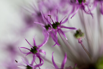 flower bloom allium violet abstract macro