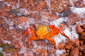 Zayapa, Islas Galapagos, Ecuador