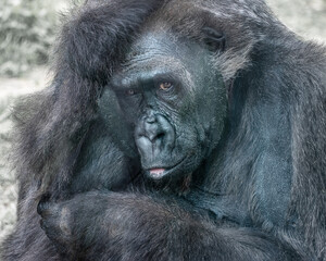 Western gorilla, a great ape. Portrait