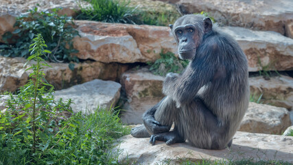 Central African Chimpanzee, Pan troglodytes troglodytes