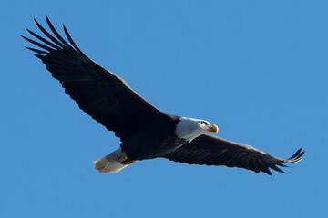 bald eagle in flight