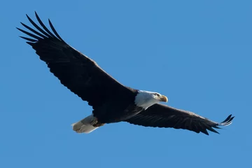Deurstickers bald eagle in flight © TRBeattie